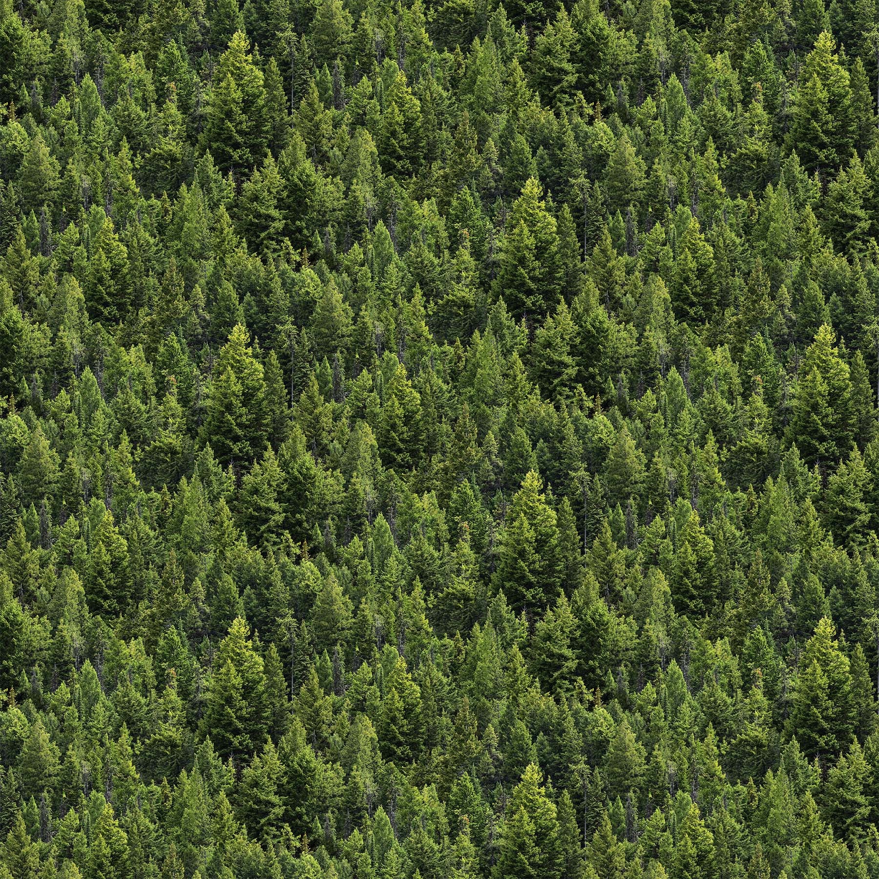 Naturescape 2020 - 45" - 100% Cotton - Image 8