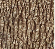 Naturescapes - 45" - 100% Cotton - Northcott - Image 12