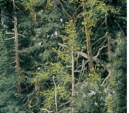 Naturescapes - 45" - 100% Cotton - Northcott - Image 4